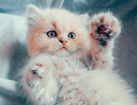 HELLO THERE - cute, paws, kitty, cat