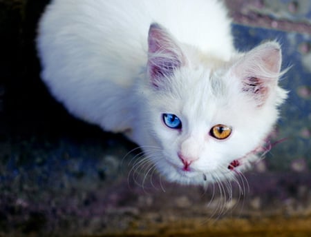 WHAT BEAUTIFUL EYES YOU HAVE - white, brown, blue, kitty, eye