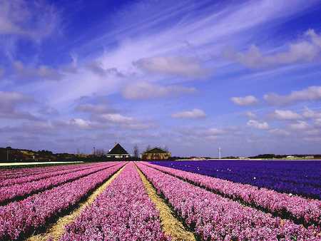 Deep purple - flower, purple, plants, lovely, fields, nature