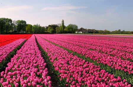 Flower fields - nature, fields, plants, lovely, flower