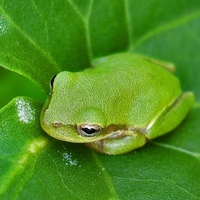 Green Frog