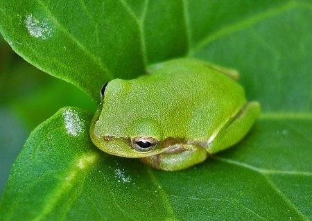 Green Frog - picture, green, cool, frog