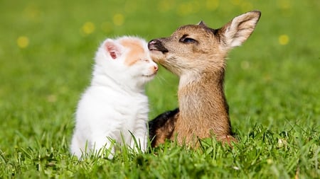 Forever Friends - pretty, fawn, fantastic, amazing, meadow, spring, stunning, forever friends, animal, kitten, cats, nice, beautiful, sweet, cat, wonderful, nature, awesome, deer, skyphoenixx1, cute, adorable, grassland, animals, kitty