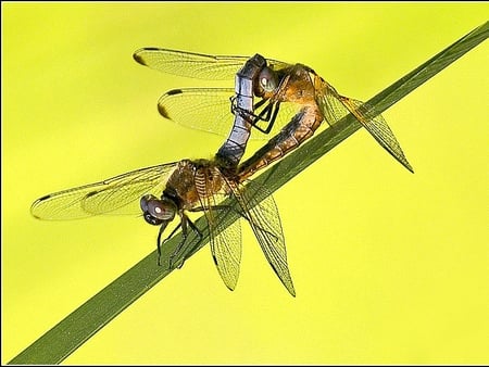 Dragonflies - picture, dragonflies, cool, beautiful