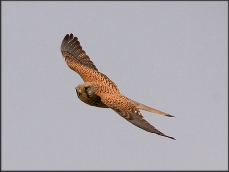 Flying Bird - flying, picture, bird, beautiful