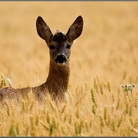 Deer in Grass