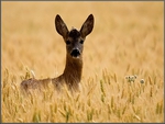 Deer in Grass