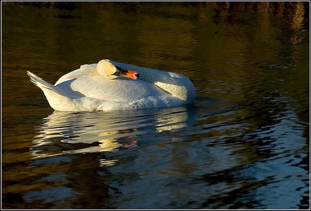 Swan - picture, swan, cool, beautiful