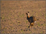 Running Rabbit