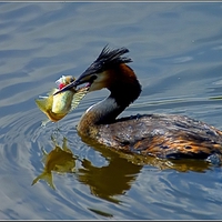 Fishing Bird