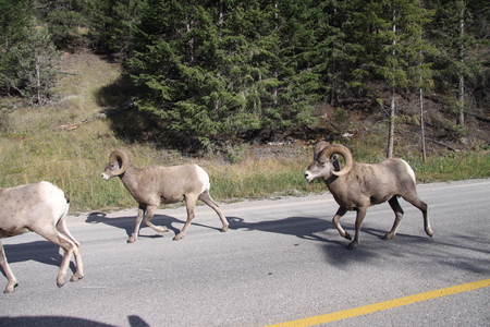 Mountain Goats on the road to Banff - trees, green, road, goats, mountain