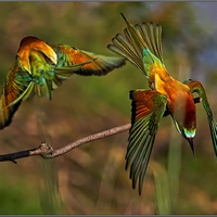 Beautiful Birds