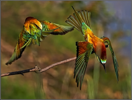 Beautiful Birds - picture, colors, birds, beautiful