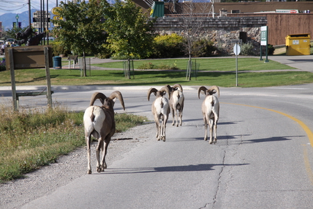 Mountain Goats they own the road to Banff - trees, mountain, green, goats, road