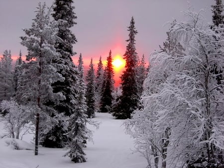 Winter sunrise - sunlight, covered, trees, winter, snow, sunshine, sunrise, frozen, suset, sky