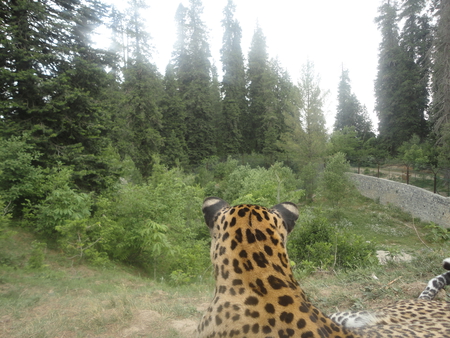 mukshpuri,nathiagali,pakistan - pakistan, udegreat, nathiagali, mukshpuri