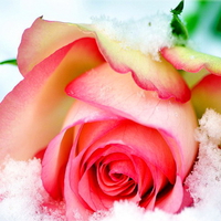 Snow rose