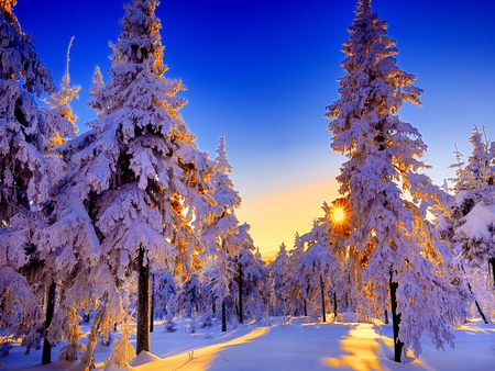 Winter sun - sky, sunshine, trees, snow, blue, sun, winter, sunrise