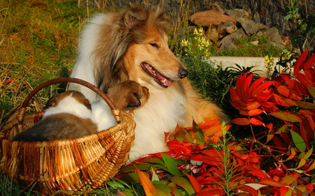 Pure Love - beauty, autumn, animals, eyes, pure love, basket, face, collie, dog face, fall, pretty, dog, dogs, grass, cute, love, puppy, adorable, lovely, pure, nature, autumn colors, beautiful, animal, leaves, sweet, dog eyes, puppies