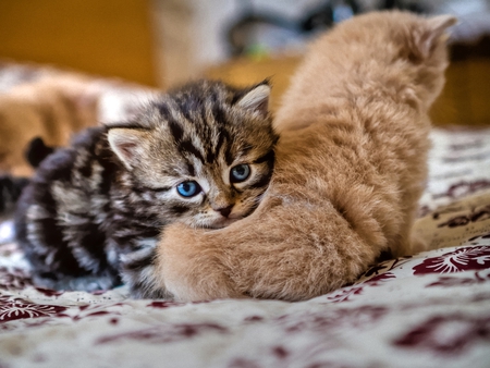 Lean on Me - furball, adorable, cuddly, soft, blue eyes, kitties, playful, sweet, cute