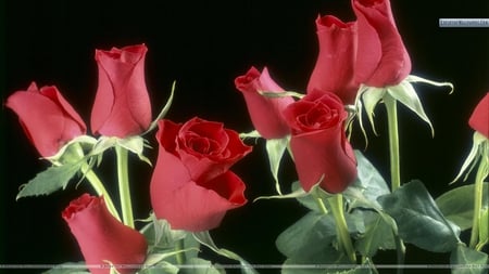 this one is for AppleJackqueen (Dedicated  for my Mom) - red, flower, roses, green