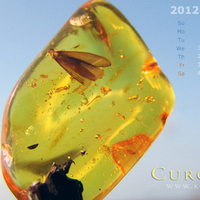 Baltic amber with inclusions