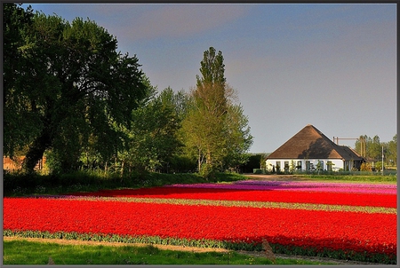 Flower fields - flower, nice, photo, photography, tree, nature