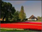 Flower fields