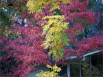 Colorful leaves