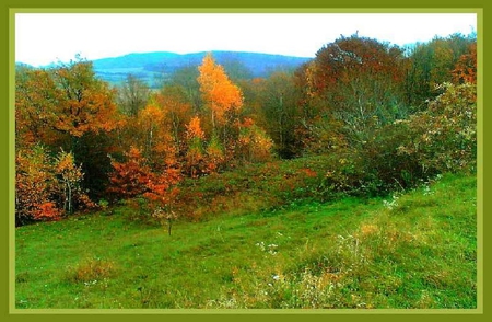 Autumn - nice, photo, photography, tree, nature, autumn, grass