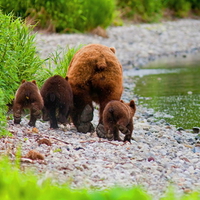 Bear bottoms