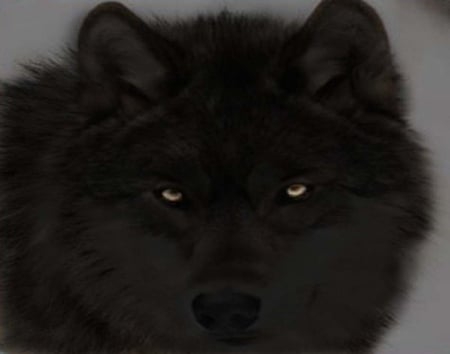 BLACK WOLF - nature, dogs, animals, wolf