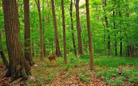 Forest is Life - multicolor, summer, scenery, wood, brown, scene, scenario, spring, widescreen, trunks, landscapes, plants, seasons, nice, woods, beije, maroon, paysage, beauty, colors, life, natural, colours, white, grasslands, paisage, nature, picture, deer, high definition, computer, background, wallpaper, amazing, roots, grass, photo, desktop, leaves, forests, view, hd, grove, lush, branches, carpet, doe, trees, image, beautiful, photography, photoshop, cool, pc, paisagem, colorful, cenario, awesome, panorama, cena, multi-coloured, leaf