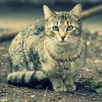 Kitty