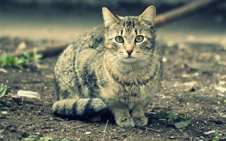 Kitty - whiskers, tail, fur, cat, kitty, green eyes, stripes, leaves, animal, cute