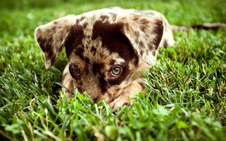 Puppy - fur, puppy, blue eyes, young, dog, hide, animal, spots, grass, cute