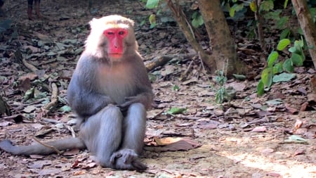 The posture of decency - posture, monkey, decency, mountain