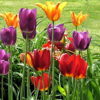 Field of tulips