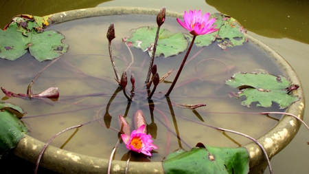 Lotus - lotus, lotus leaves, pond, buds