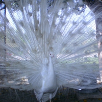 white peacock