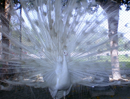 white peacock - white, nature, peacock, animals