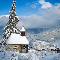 Winter Snow Trees