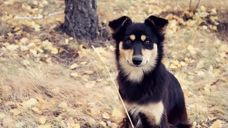 Cute Mongrel - dog, pose, lovely, look, black, cute, mongrel