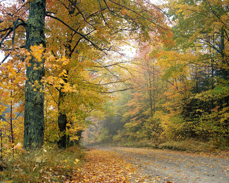 AUTUMN IN THE FOREST - nature, autumn, forests, trees