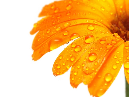 Orange flower - nature, orange, drop, flower