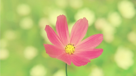 Pink on the grass - grass, flower, pink, green