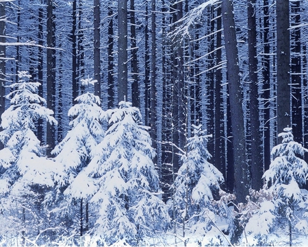 WINTER - trees, winter, forest, nature