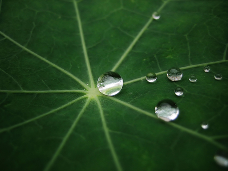 water drop - drops, water, leaf, green