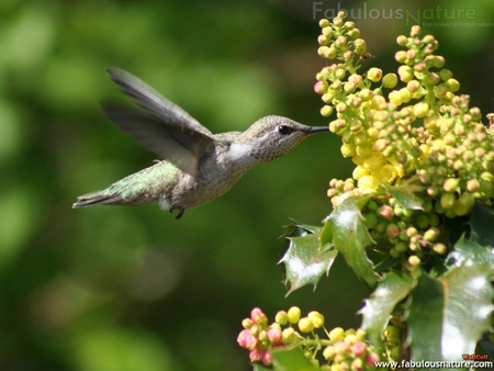 Humming Bird - bird, greenery, nature, humming