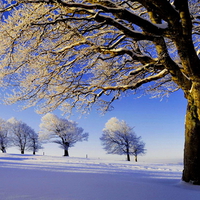 Winter trees